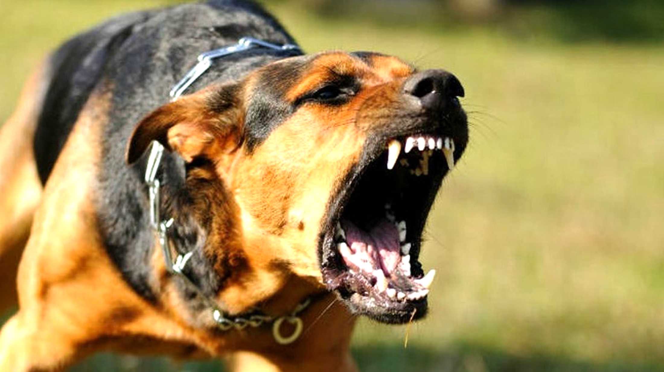 Сказ: чим небезпечно, як передається та як уберегтися